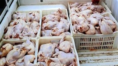 التحفظ على دواجن فاسدة في الجيزة