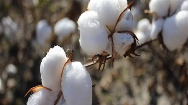 القطن المصري 