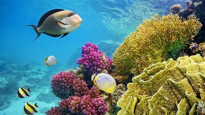 بحار ومحيطات