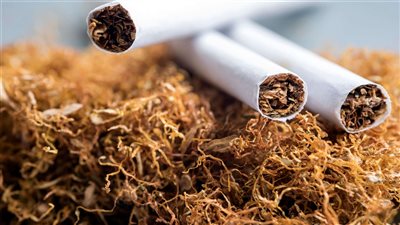ثروة أم مخاطرة.. هل تنجح زراعة التبغ في مصر؟، تقرير رسمي يكشف الفوائد والأضرار، وخبراء يوضحون المعوقات 