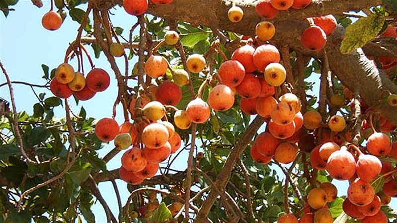 تفسير رؤية أكل الجميز