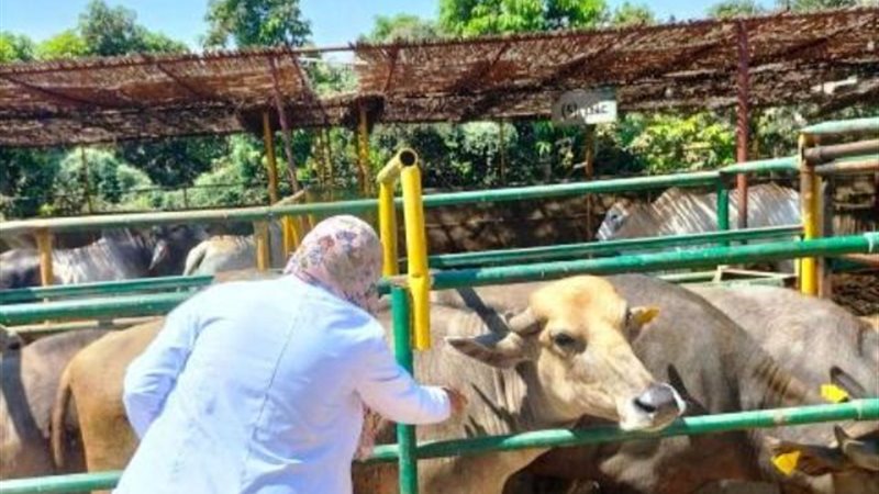 جانب من التحصينات