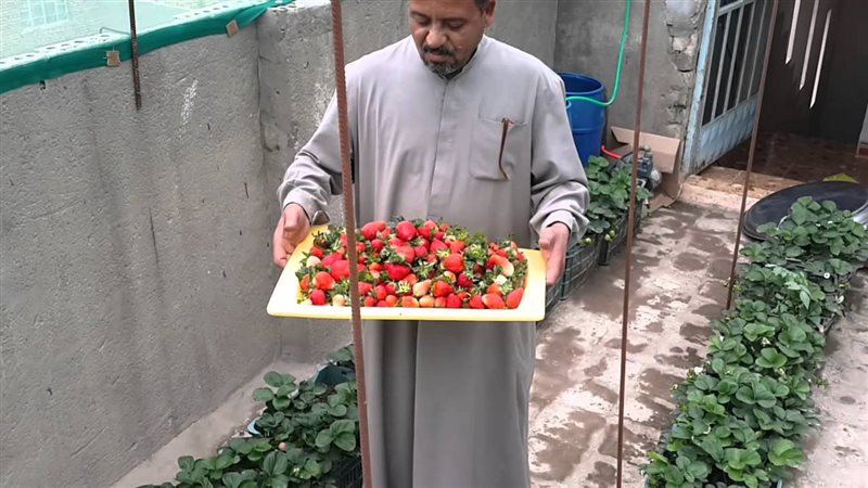 زراعة أسطح المنازل