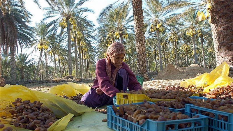 انتاج مصر من التمور