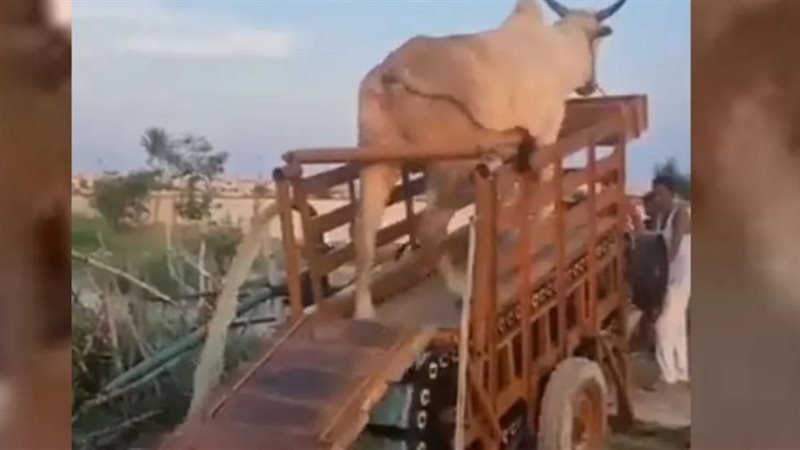 الثيران تولد الكهرباء