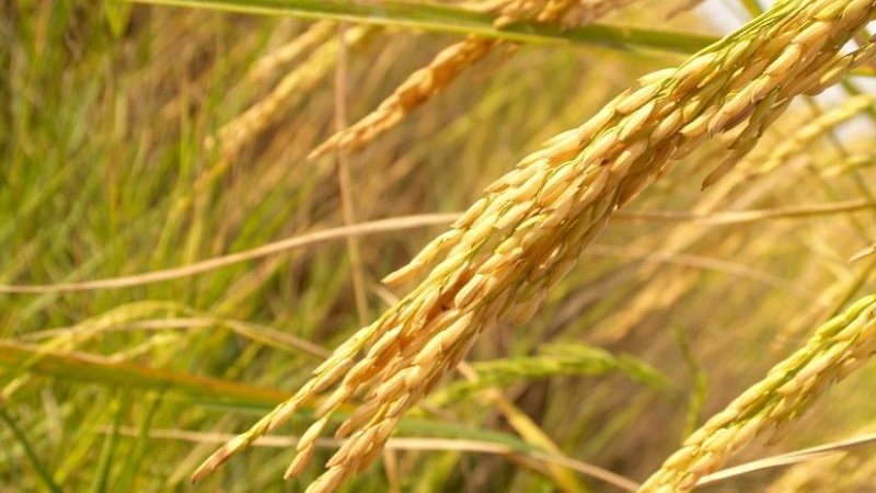 توريد محصول الأرز