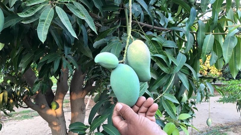 ظاهرة التفصيص في
