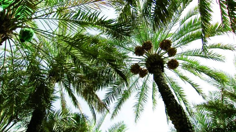 نخلة بطول 8 أمتار