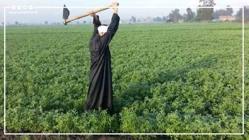 الفلاح المصري مطالب