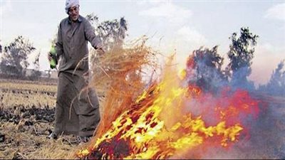 طاقة البرلمان توصي بالاستفادة من مخلفات النخيل في صناعة الأخشاب