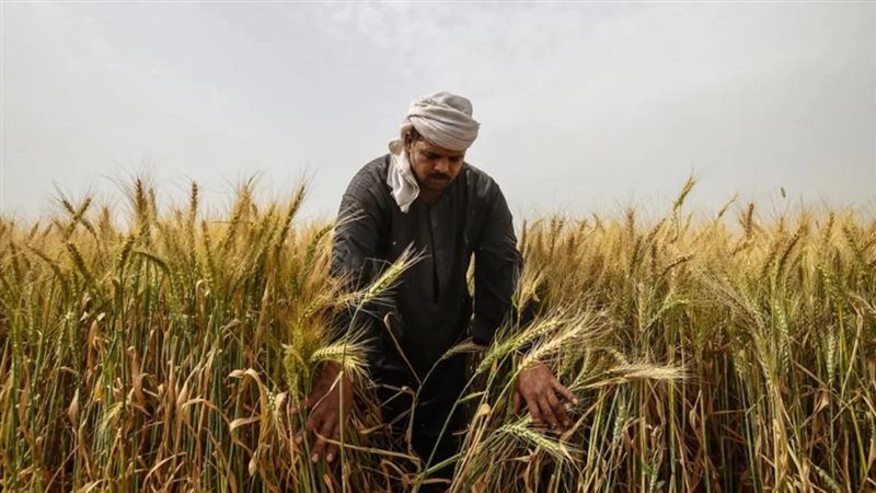 زراعة القمح