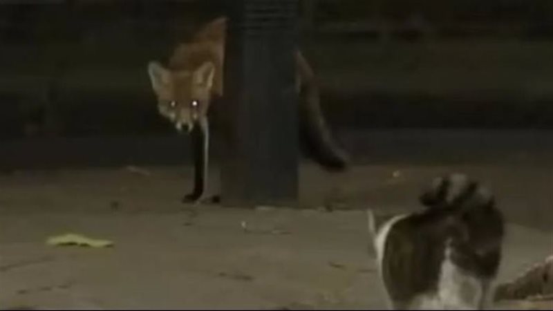 مواجهة بين القط لاري