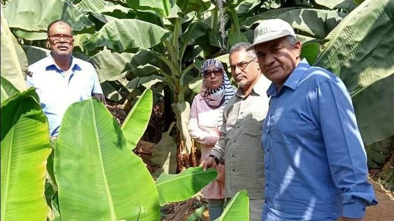 زراعة الإسماعيلية