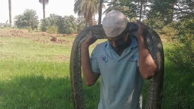 انتشار ثعبان يشبة
