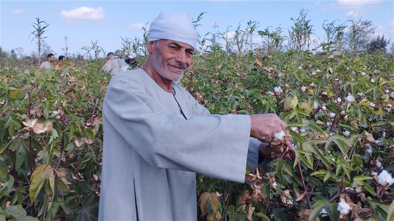 موسم حصاد القطن بالبحيرة