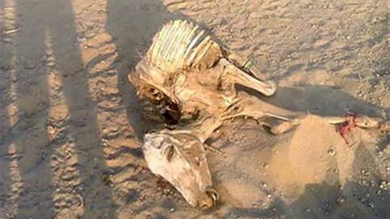 العثور على حمير نافقة