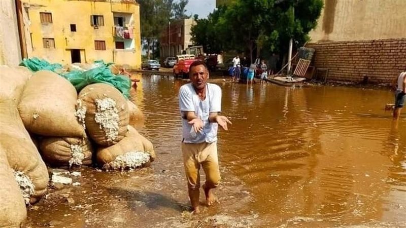 غرق القطن بسبب الأمطار