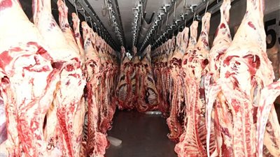الأوقاف: توزيع 600 طن لحوم على الأسر الأولى بالرعاية 