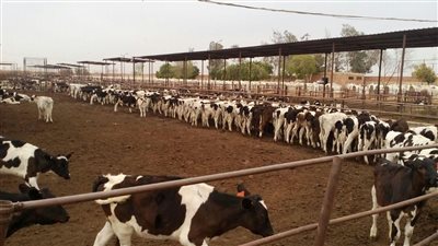 القصير يوافق على صرف وتمويل 234 مليون جنيه للمشروع القومي للبتلو