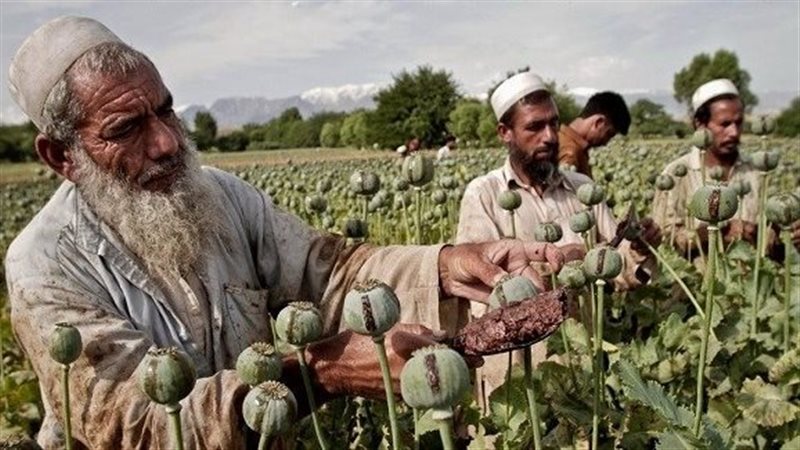 زراعة الأفيون في