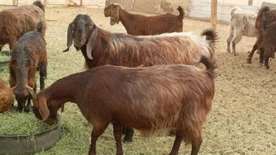 تحصين 28 ألف رأس ماعز وأغنام ضد طاعون المجترات الصغيرة ببني سويف