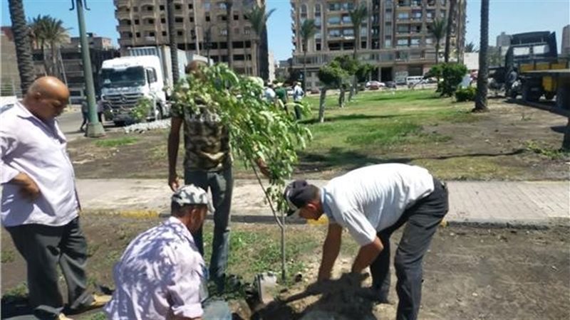 زراعة 1065 شجرة مثمرة