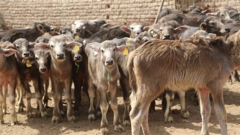 اسعار العجول