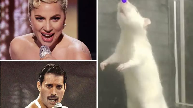 ليدي جاجا والراحل