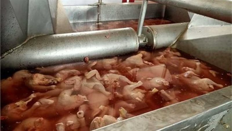ضبط مقطعات دواجن