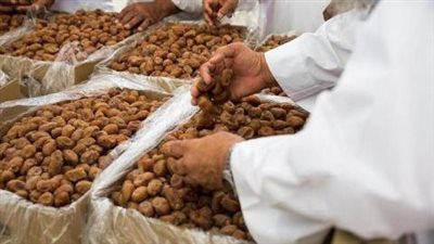  مدة الدراسة 3 سنوات.. تفاصيل إنشاء مدرسة متخصصة في مجال زراعة وإنتاج التمور