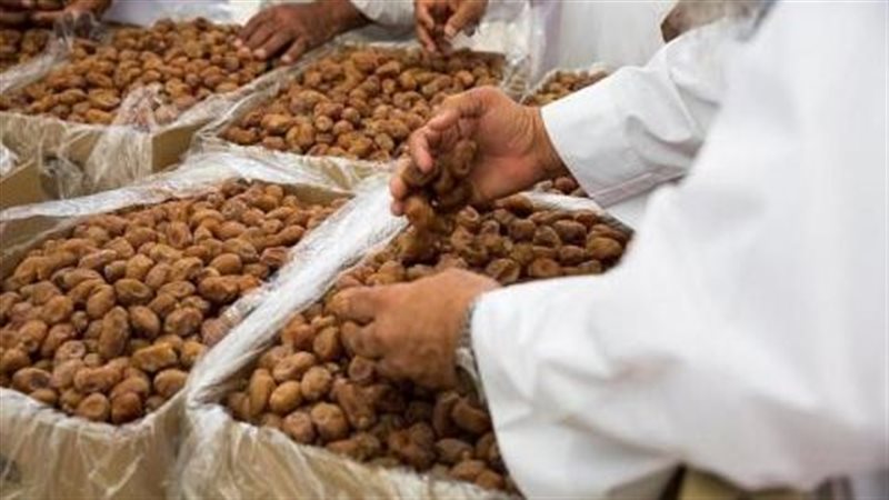 زراعة وإنتاج التمور