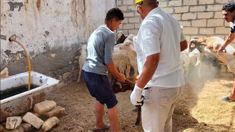 تحصين الماشية - أرشيفية