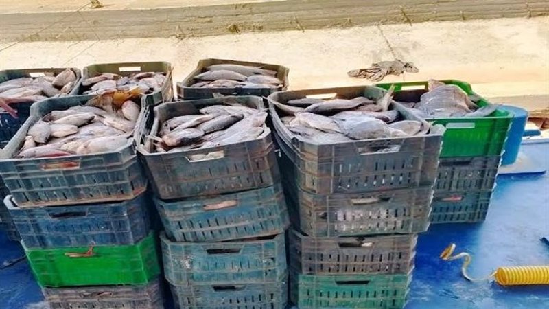 أسماك مجهولة المصدر