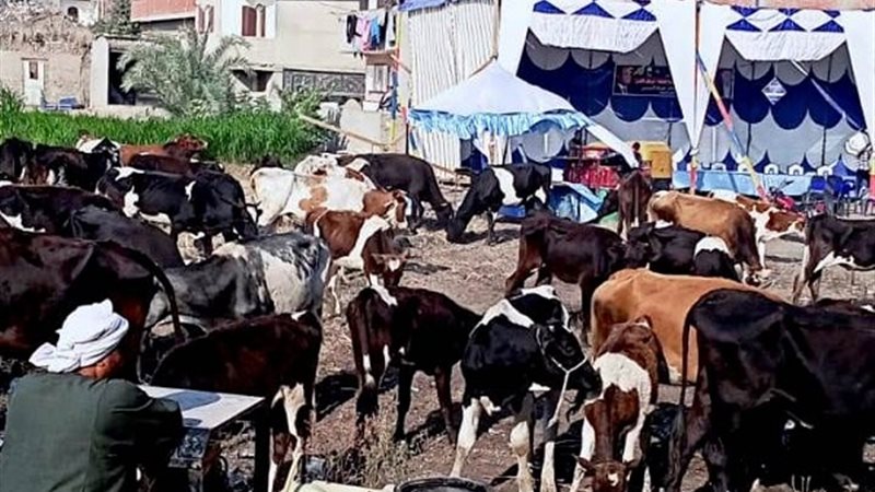 جانب من القافلة 