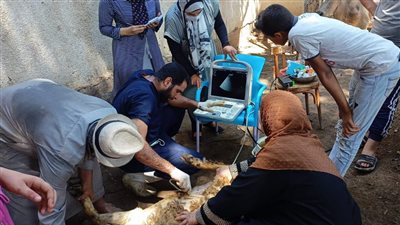 علاج وفحص 5900 رأس ماشية مجانا بمحافظة المنوفية في إطار مبادرة حياة كريمة