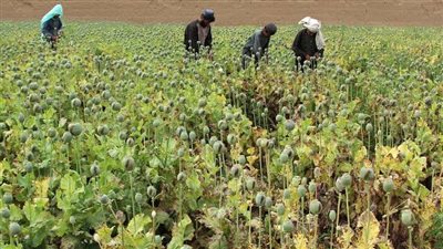 أمراء الحرب والمخدرات وأشياء أخرى.. أفغانستان توفر 9% من الأفيون في العالم.. و2% من المخدرات 
