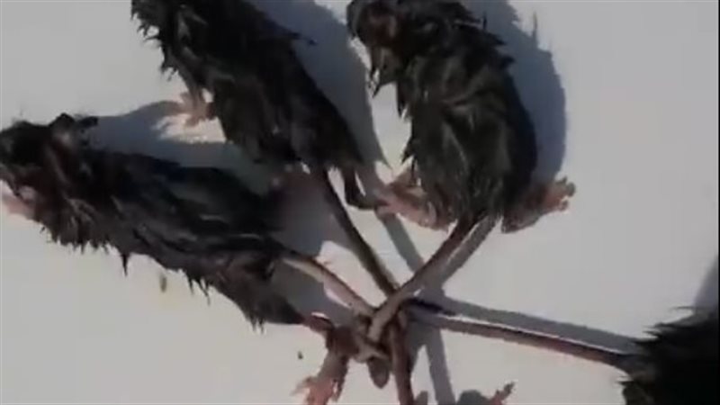 مجموعة فئران نادرة