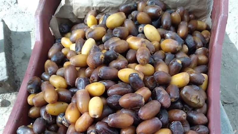 سوق البلح بالجيزة