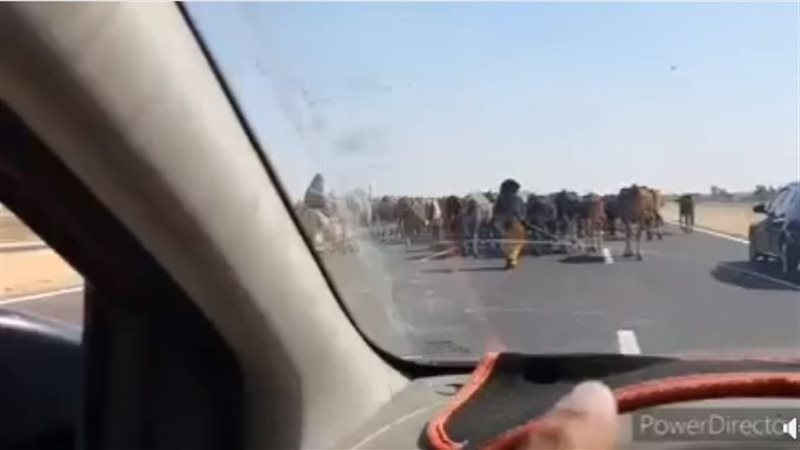 مواشي بالطريق الدولي