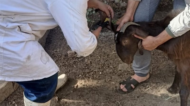 حملة تطعيم الماشية