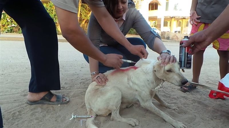 حملة تطعيم الكلاب