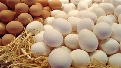 50 % زيادة بالأسعار.. منتجو البيض يستغيثون من سيطرة السوق السوداء على خامات الأعلاف
