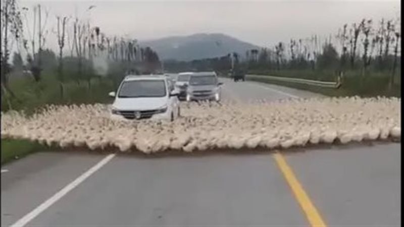 بط يسير دائريًّا