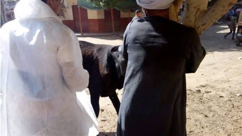 تحصين رؤوس الماشية،