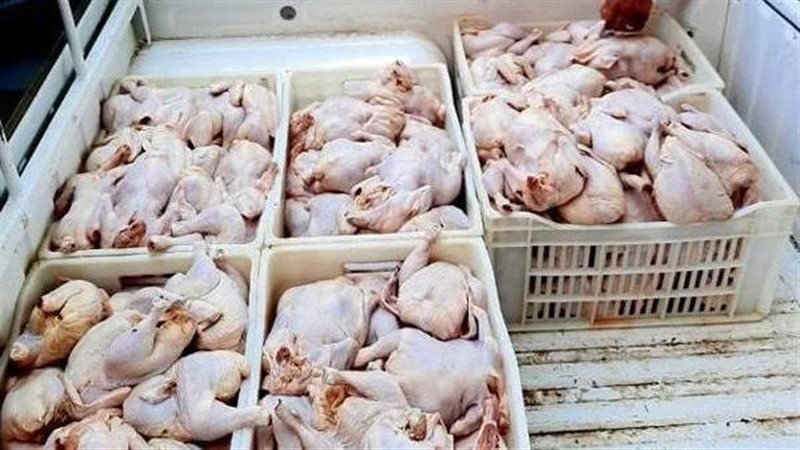  أسعار الدواجن والبط
