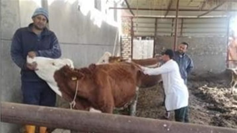 تحصين الماشية بالبحيرة،