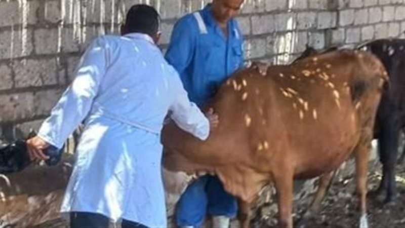 تحصين الماشية بالبحيرة،