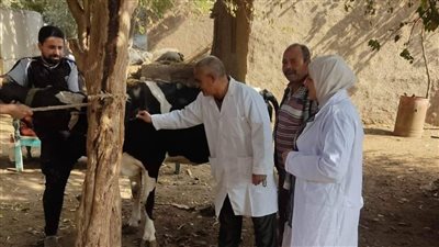 بيطري المنوفية: تحصين 296 ألف رأس ماشية وأغنام ضد الحمى القلاعية 