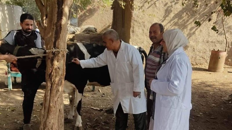 تحصين الماشية في