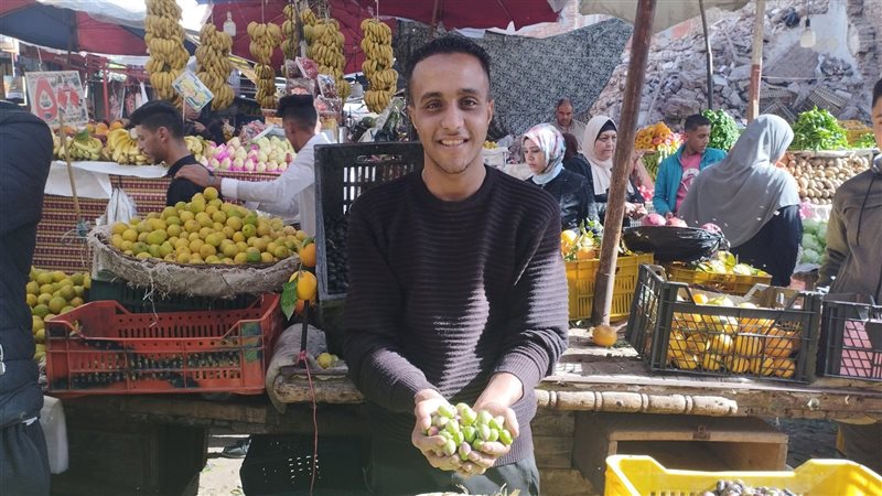  محصول الزيتون بمحافظة